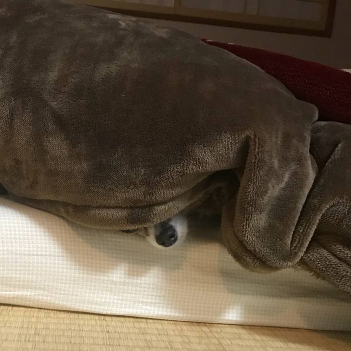 B2e465ed 11c0 413f afce 0ae98cebb13a 1512223157961