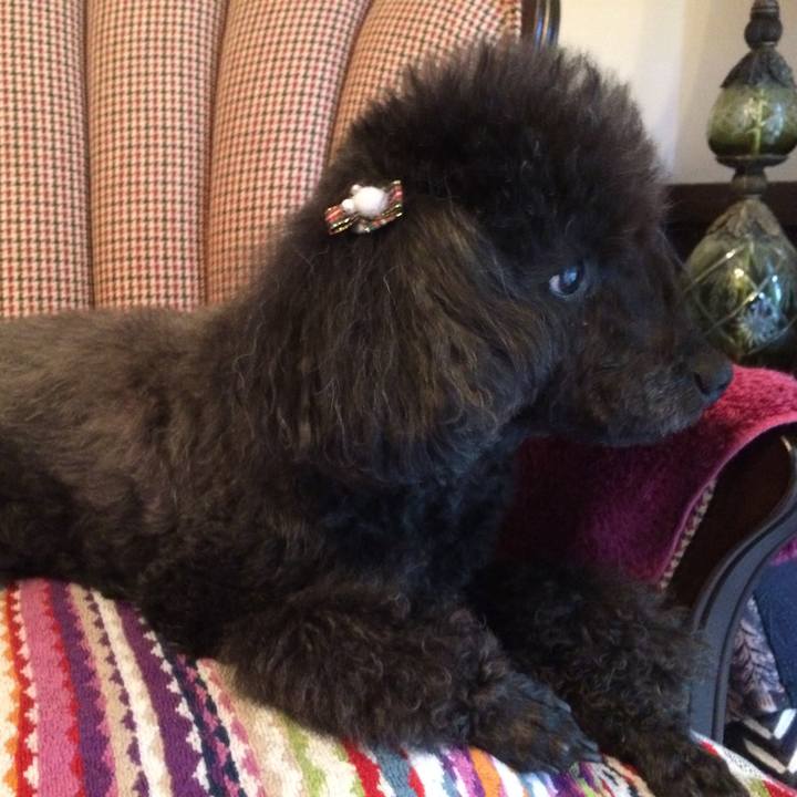 B2e6a9ec 77f9 4a37 bf19 e2581c9337ac 1545437720545