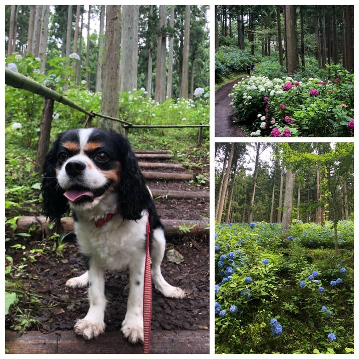 B2e8ff18 5b79 4fd3 a100 27f3bc34fdb1 1562838196183