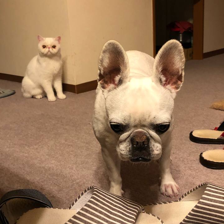 B2f705e6 8737 4240 a96b ba7d0a5e82ac 1617542148491