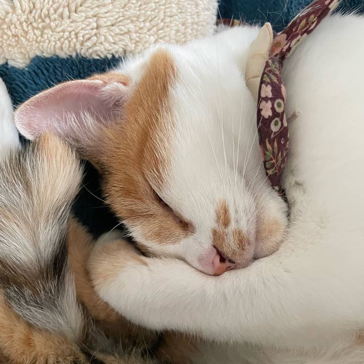 B2f72697 3c44 4e4f 91b5 036716b6e651 1760152672464