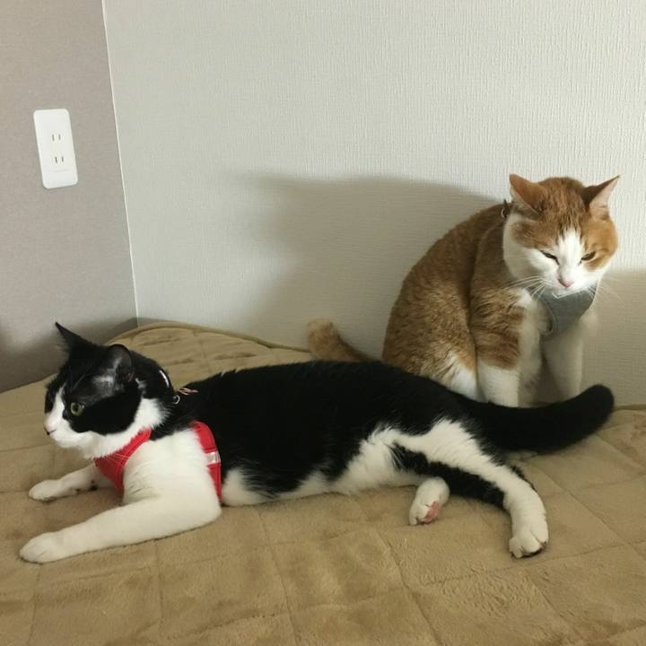 B2fee500 8171 4a05 9865 819a637ce5ac 1545289021281