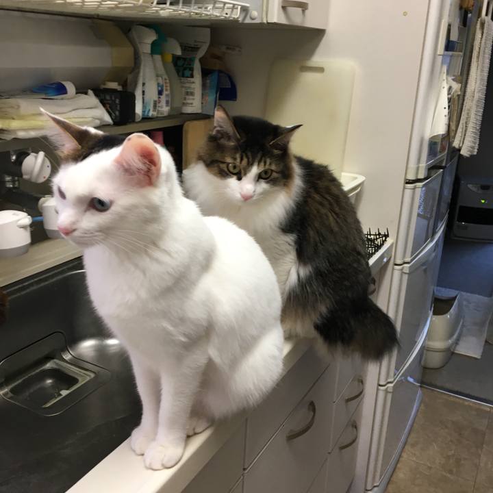 B3054d0d e41f 4c21 9415 c662625ff7f3 1513822775358