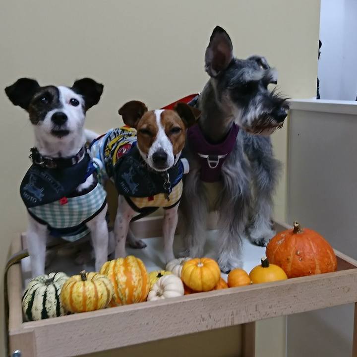 B3063c96 3333 4833 a7ef 6701e4c4cd5f 1539002630917