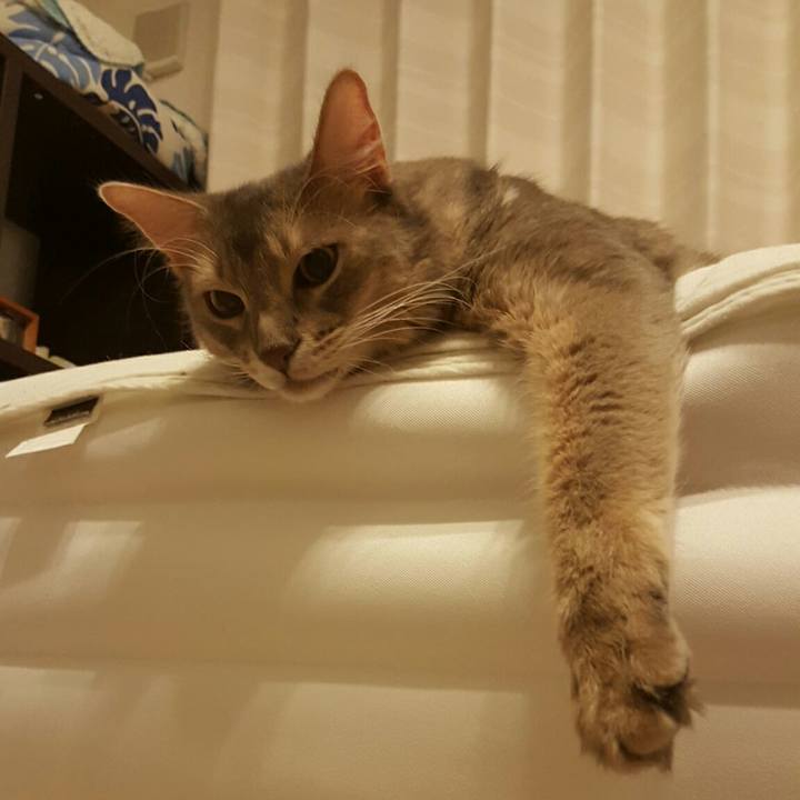 B30caab3 8366 4c0a a7e8 fffda6efc420 1533718858329