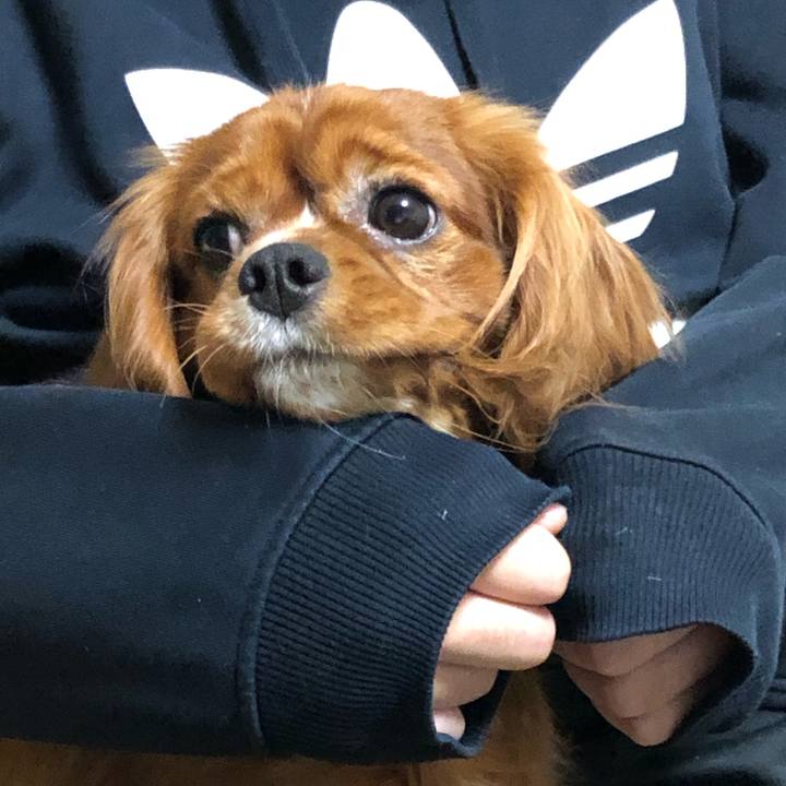 B31460ee 82a4 4296 87cc fa1ba9e1a4d5 1545998174933