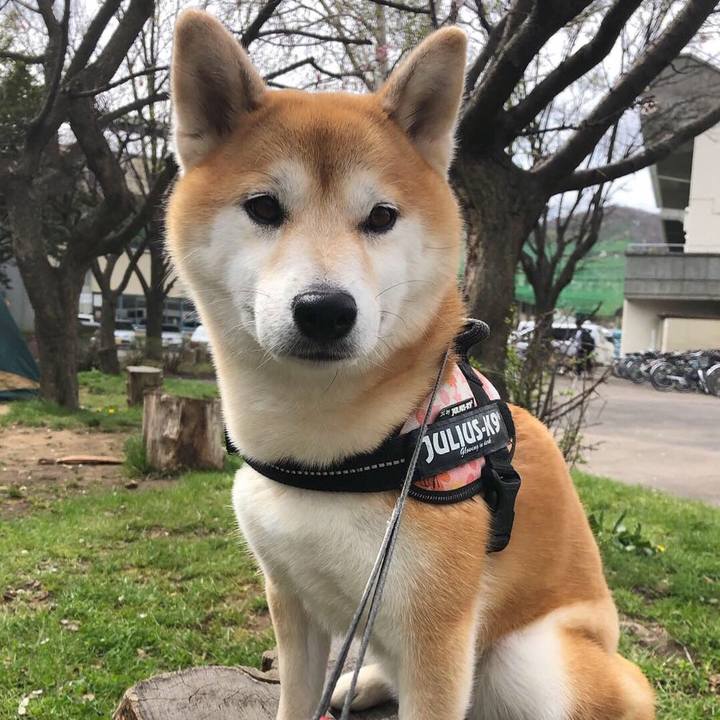 B317c951 1b9a 474d bfdc a9766788f655 1556761285197