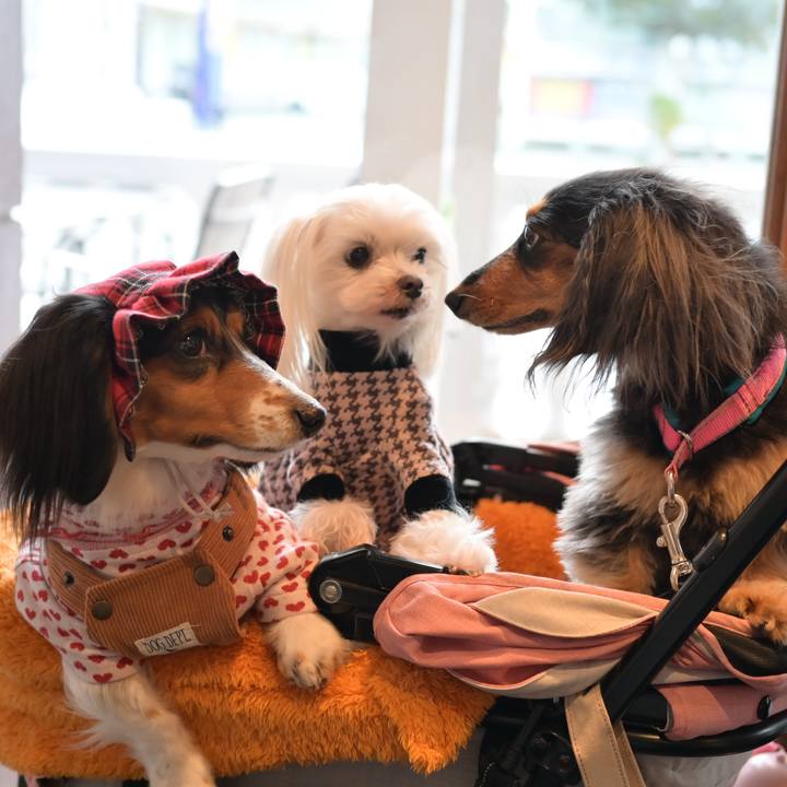 B319dcea 0624 4523 91dd 51395fb1cfb7 1766449318084