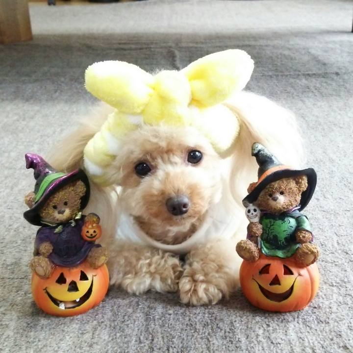 B31c6558 702d 4af8 8d31 922707fb66b4 1536912744632