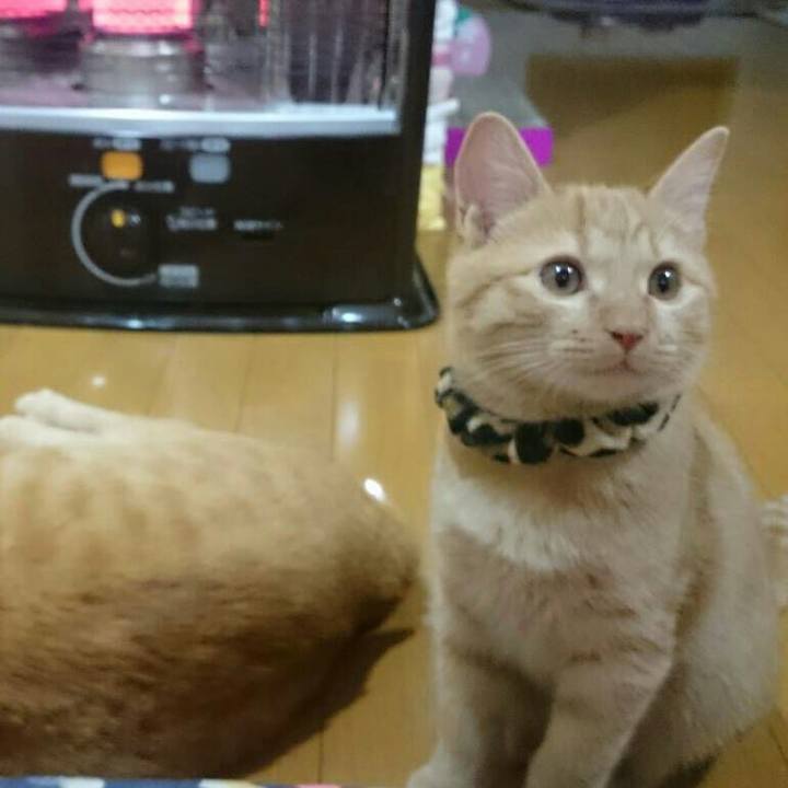 B31ce938 128c 492e af32 7d3d65bb57a3 1543368510538