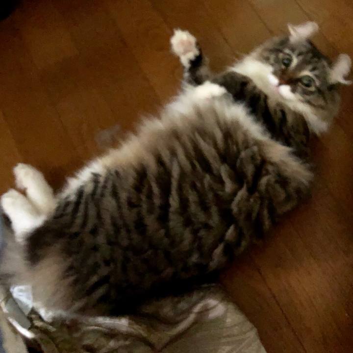 B31d190e 5936 44b6 acfe 3c7e12cda4c2 1544511538279