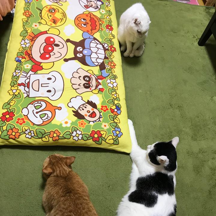 B32002e9 dffd 406f b9c5 ec7bf2be21a2 1512560869539