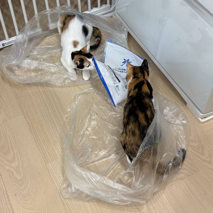 B323379f f657 49f8 ac91 141ab0703a56 1759815576886