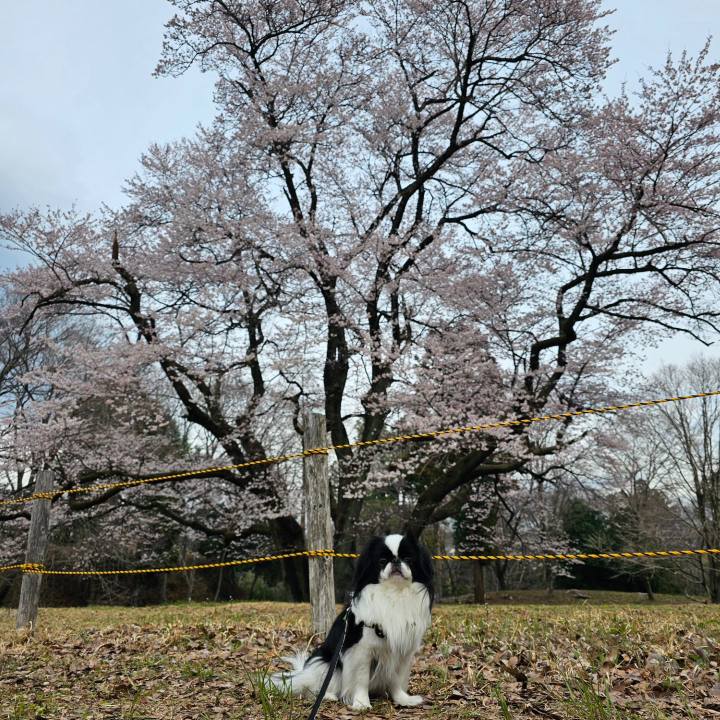 B3243122 d99e 4945 a104 fef3414df46b 1711629475951