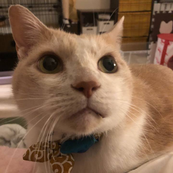 B32552c9 1450 42b0 9828 2b5a528c7ffd 1602248597584