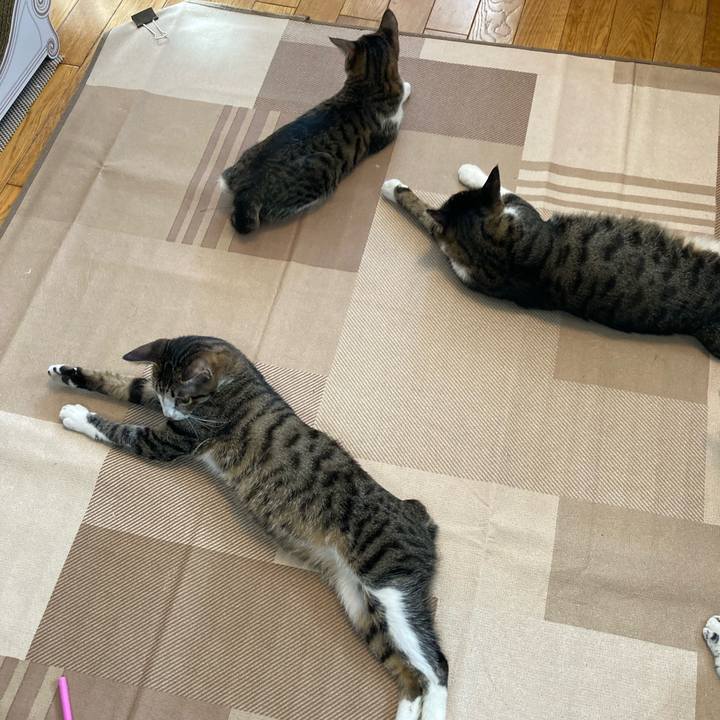 B3265411 4e96 47ba b47a 0f8f76dc09a0 1699451097673