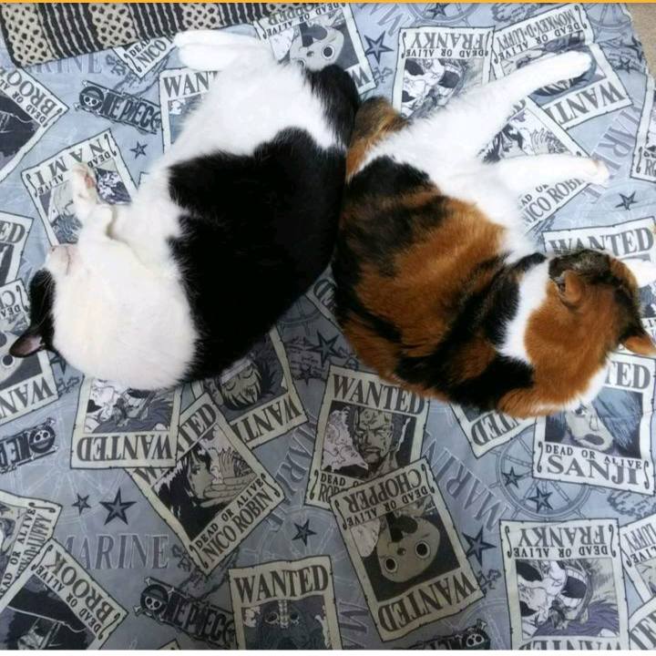 B32f3ac2 6a5d 4e31 812d 93d3318b0d89 1529756092716