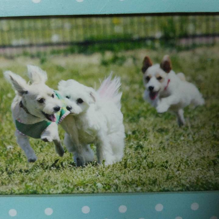 B335d974 248a 4f86 8679 a44ae7aceb11 1510843816928