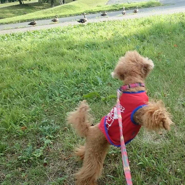 B335ea43 aeff 4c8e 9e45 d679d879d4ec 1533160964666