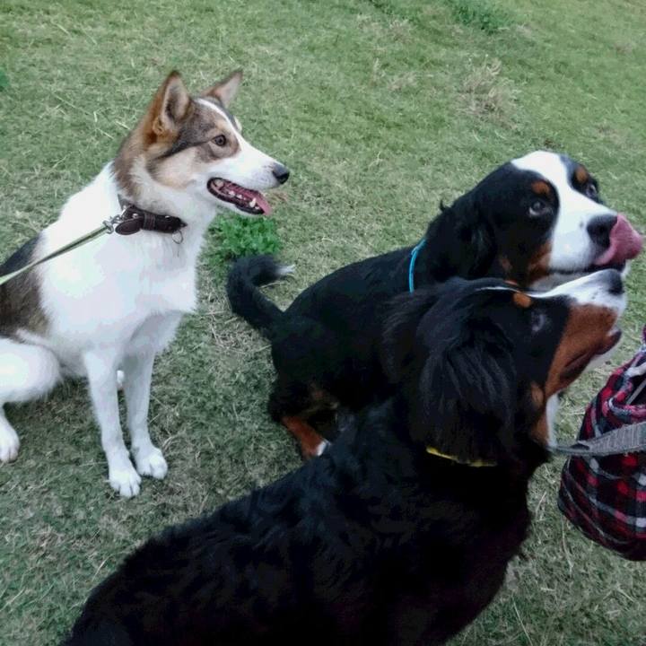 B336de09 6897 40dc a5ed 6655d7c9dc26 1509344270333