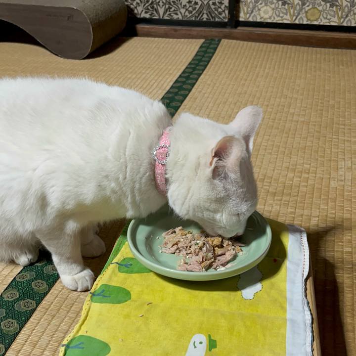 B33769b6 dc81 48f6 8ea6 c92c536475f2 1770729698164