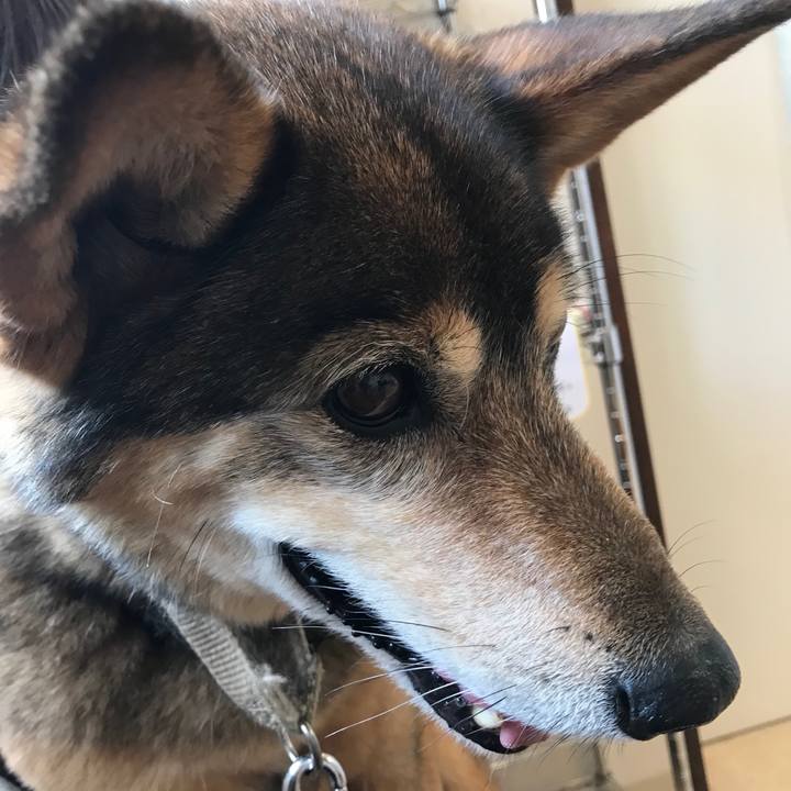 B339d77c d46e 429d 98d5 fefcba8fee3f 1522578705097