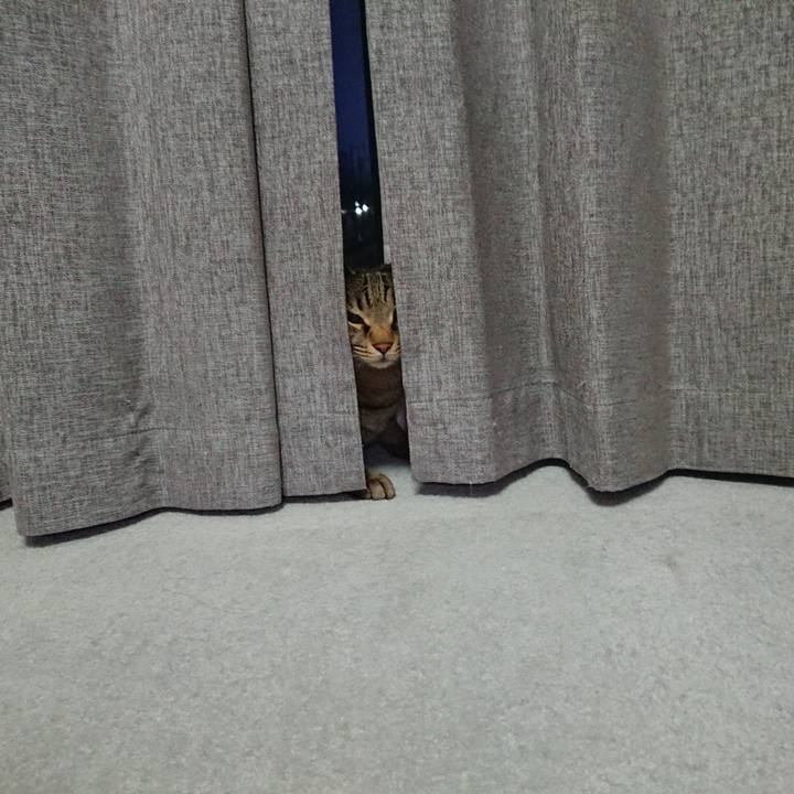 B339fcd9 6403 4be5 94a5 9a9f0e88d22e 1591007828370