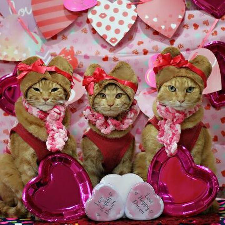 B33bde7f dd4b 4914 98e7 6db45c172fc5 1550145841082