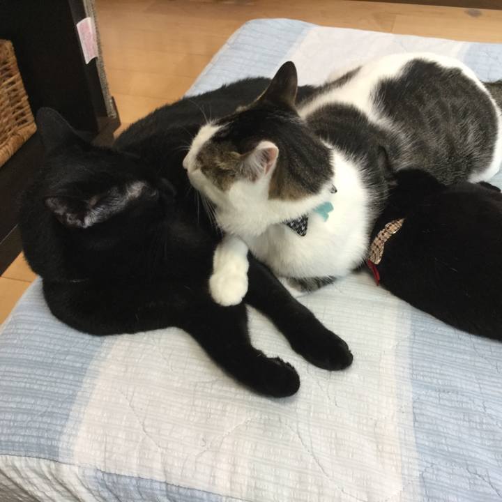 B33da26e 7248 4a13 8836 463409ab6f9f 1526717902805