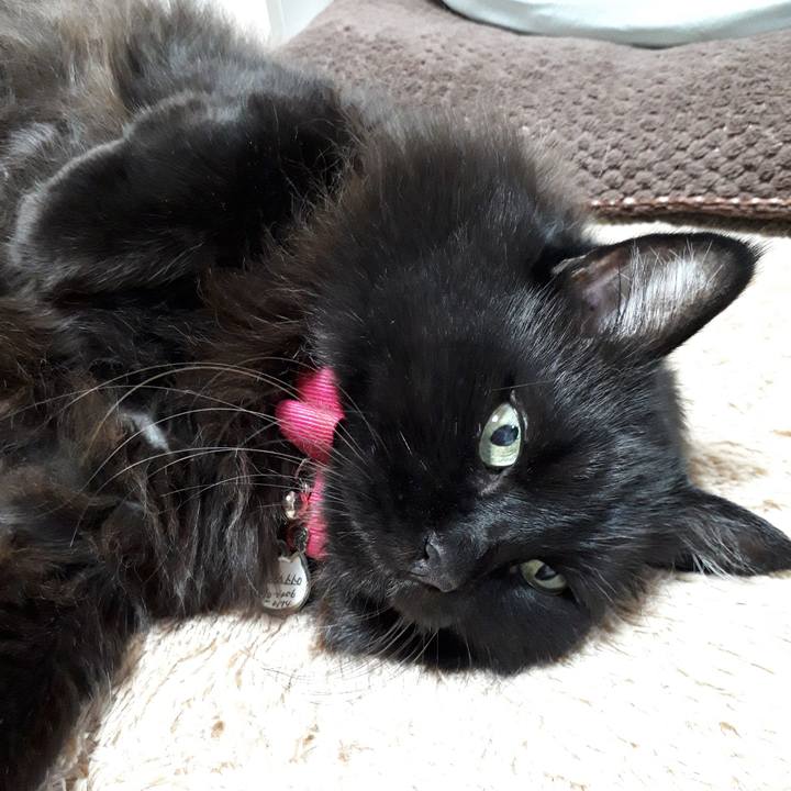 B33e2dda 203c 4d96 bb5b 037133b7ca04 1542448687891