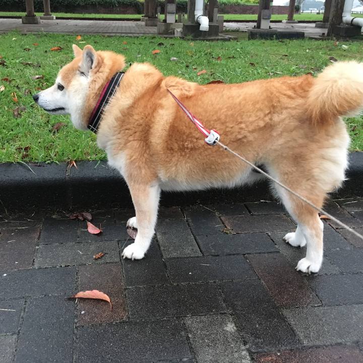 B3400128 4346 46c1 a29b 6f1cf04c3215 1507850654086