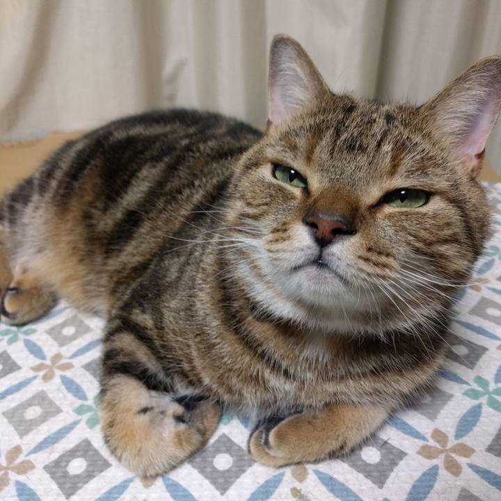 B341adeb dde9 4113 976d 721eaf284d51 1534725906044