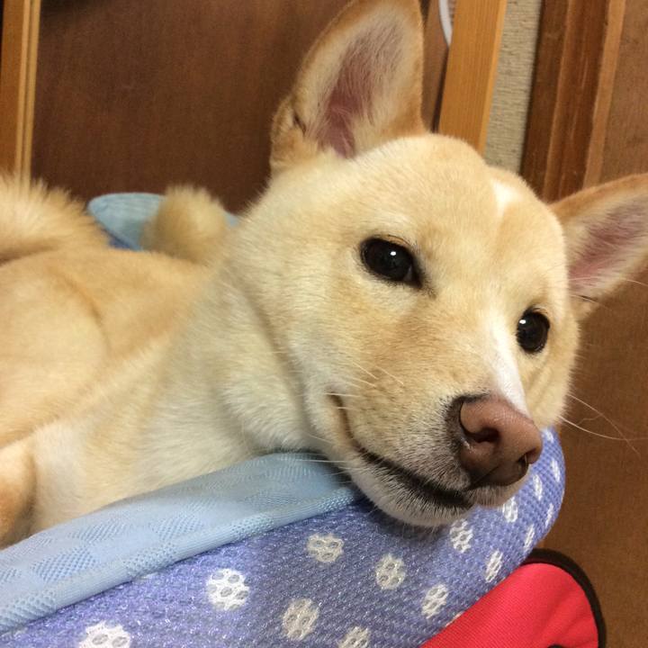 B3422b08 1008 4394 9f79 ae1ecc187a2a 1508243038921