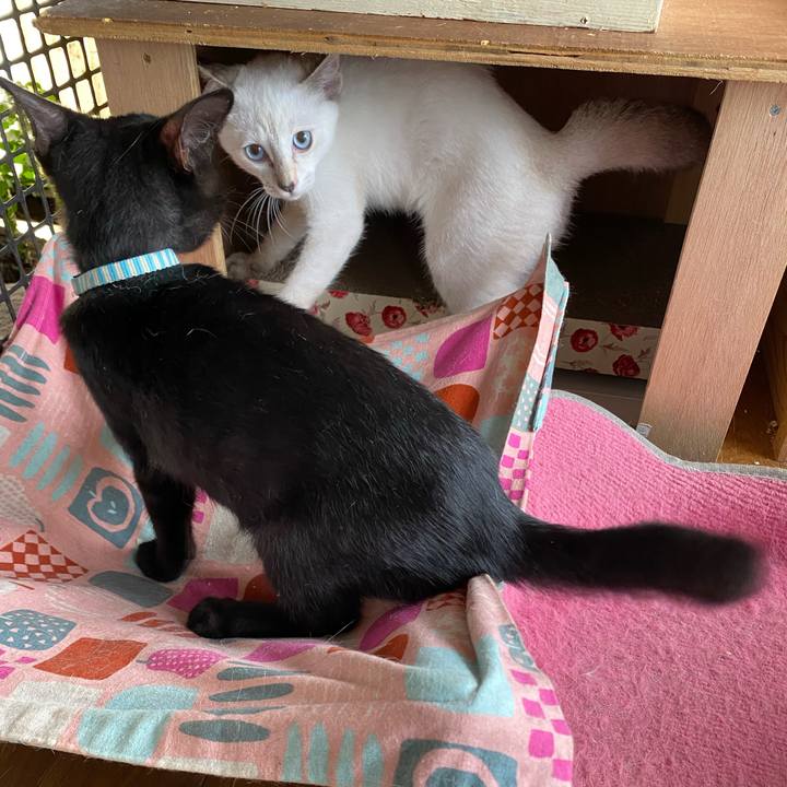 B3453541 79ae 456b adef 737891750970 1629332341805