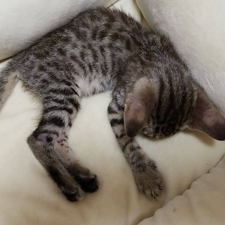 B34eaa9d ae38 4c91 84a4 43a25656f5e6 1534854831179