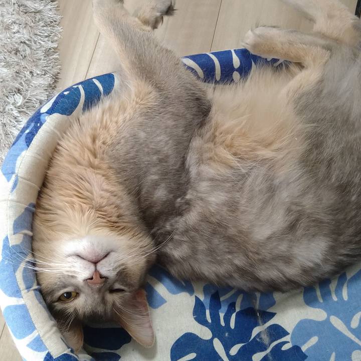 B3528c47 f58d 4b08 bb31 2d68348e6bf0 1605162035517