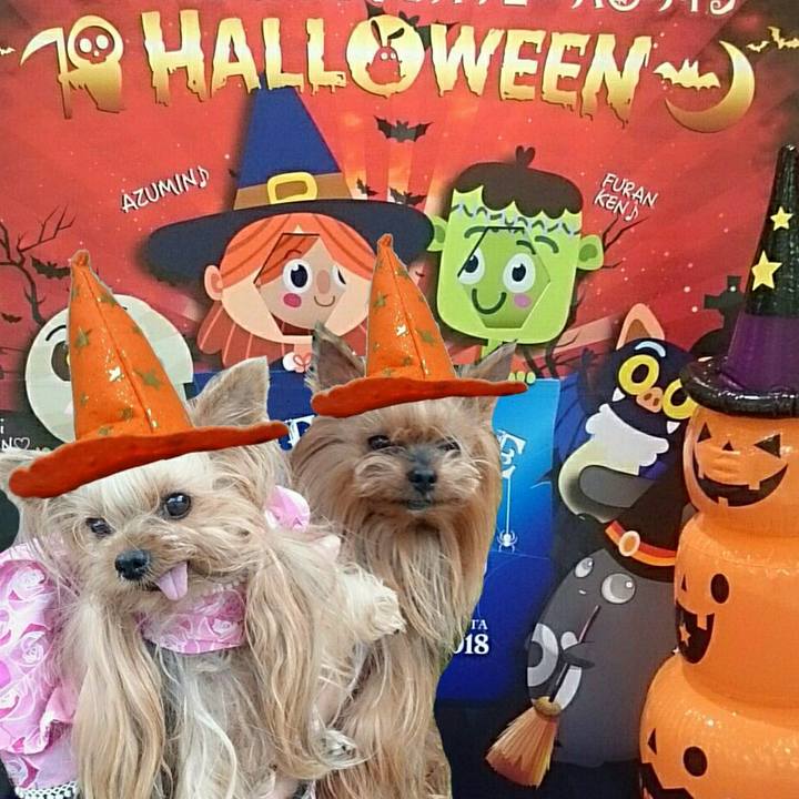 B352a03e ed83 402a aa62 c7c9a456d92d 1540979389343