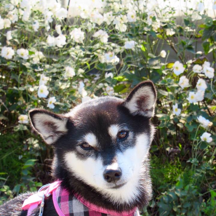 B358962c ee86 4b6d aeb7 6e39c52d95d3 1540941883927