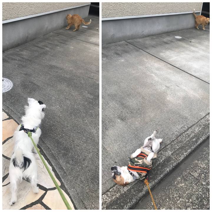 B35c1b6a 4f01 4558 ad74 b710d0f2fe9a 1525595463247