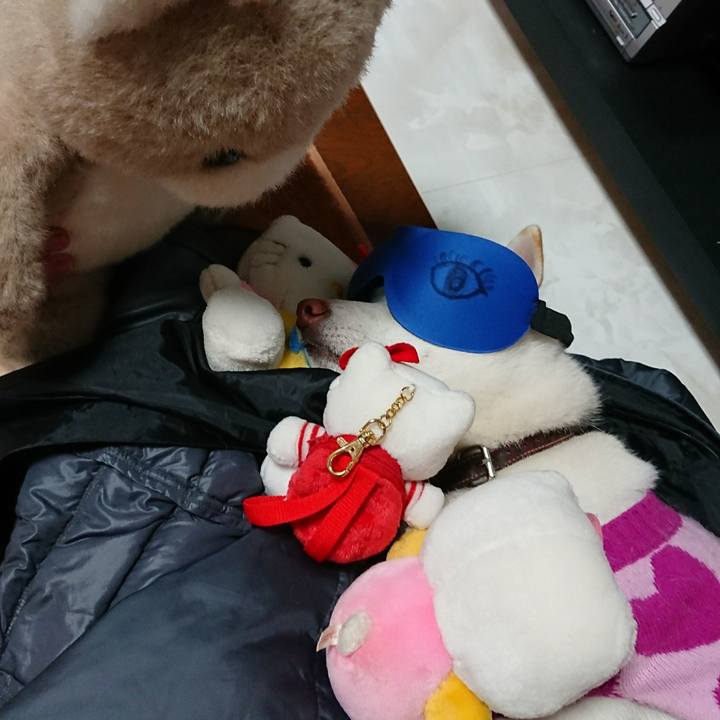 B35f1c5e 417d 401f b066 ce440bbc726e 1511869828754