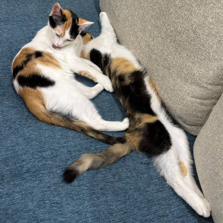 B361e3ad 50ba 4589 bb2d 86e527666e5b 1757591040667