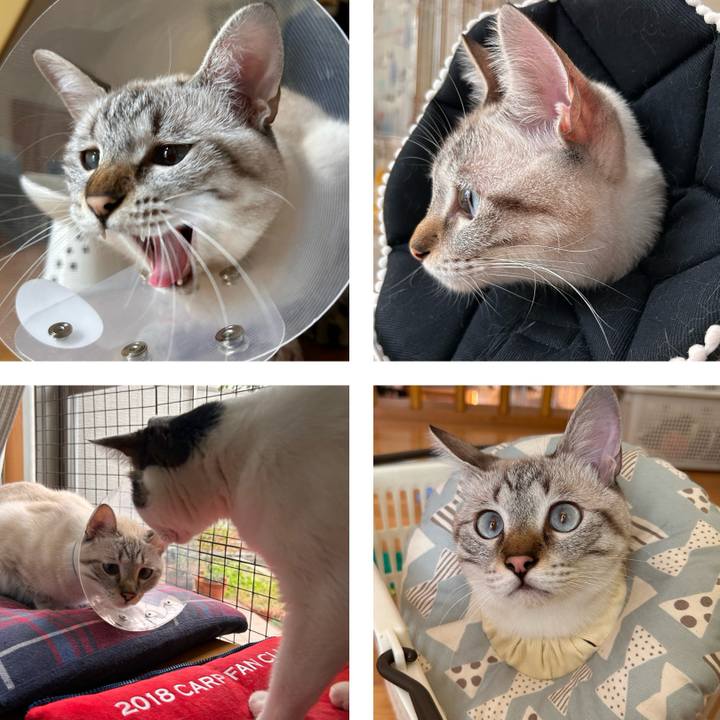 B36231b7 4768 44c8 9a5e 3c2526849155 1760612486808