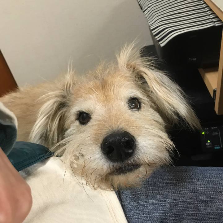 B3681328 f912 43a4 8849 24e8a7202ec5 1544181620201