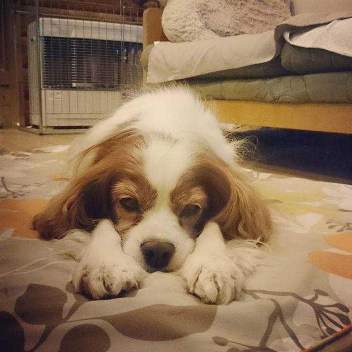 B3681e7c 9e26 4d2e 9692 e898b4cd21d6 1513603075344