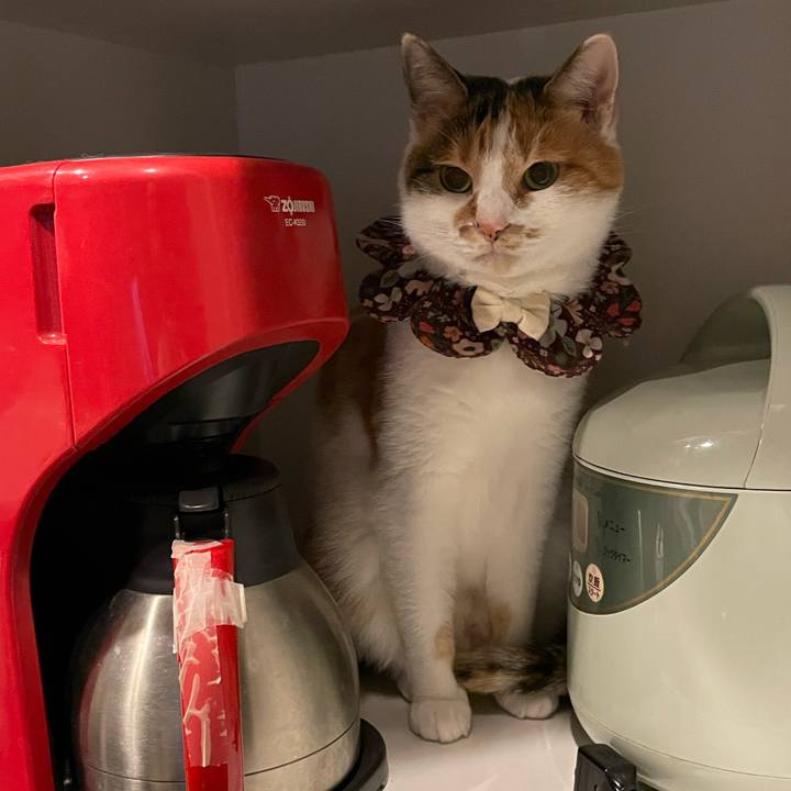 B3686c6e 6e0d 43c8 b3a9 11a8863699fc 1731159881122