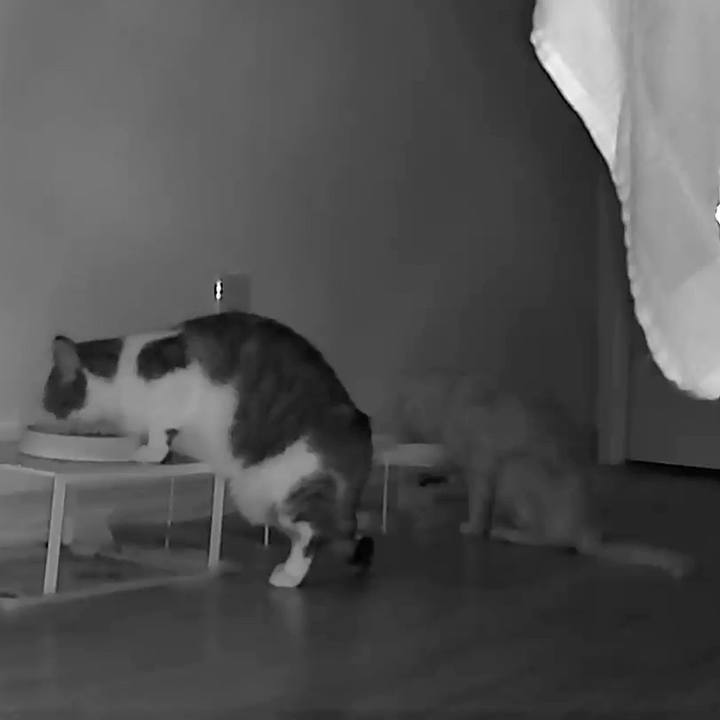 B369832e d470 4a25 b225 9a46002285c3 1769556051343