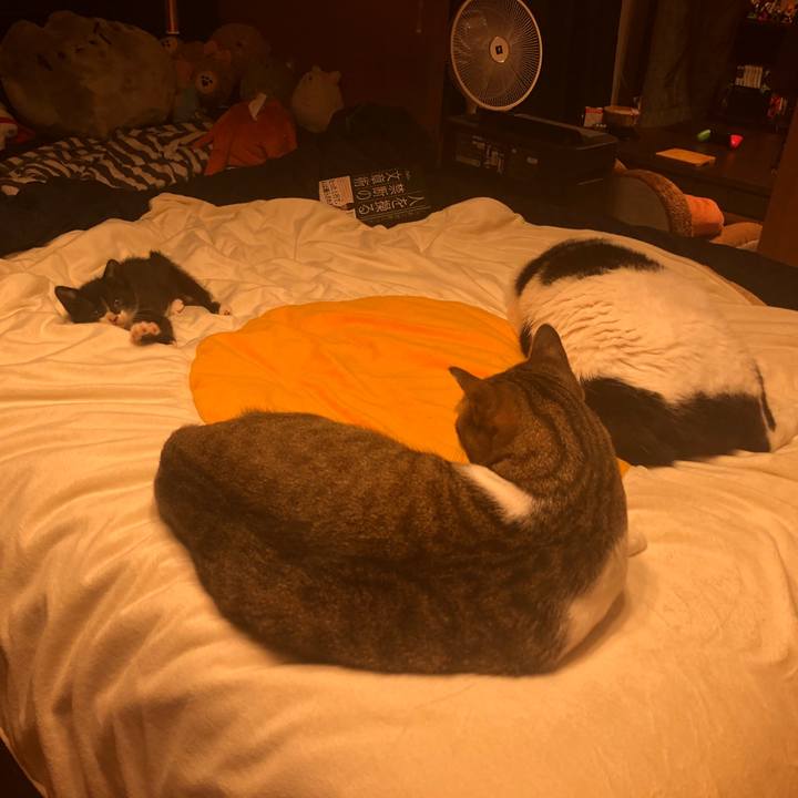 B371c20b a696 4b4d b4da 32c2088e7bad 1537789377523