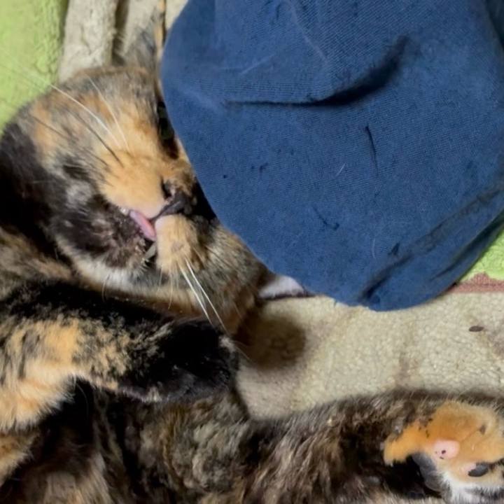 B373a35f 9fd2 4bc9 8eb7 d99abf6a5b7f 1758486182207