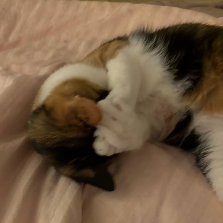 B38035b6 ac69 479c afc9 615143f364c7 1765970857108