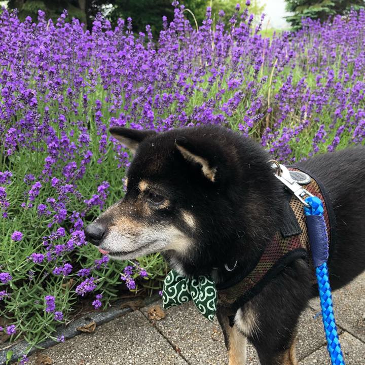 B380e7b8 4035 4b00 a327 e1a344fabaf8 1531555063343